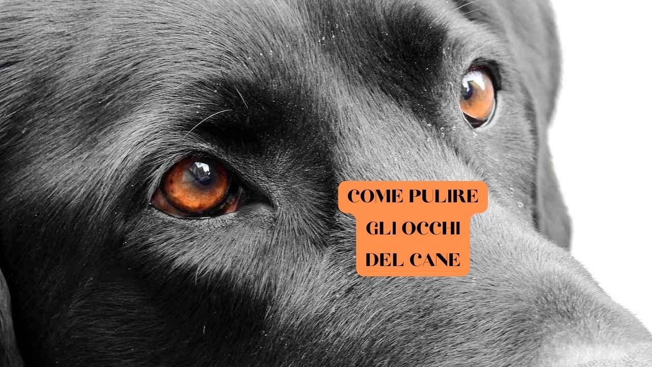 5 consigli per pulire gli occhi al cane nel modo giusto