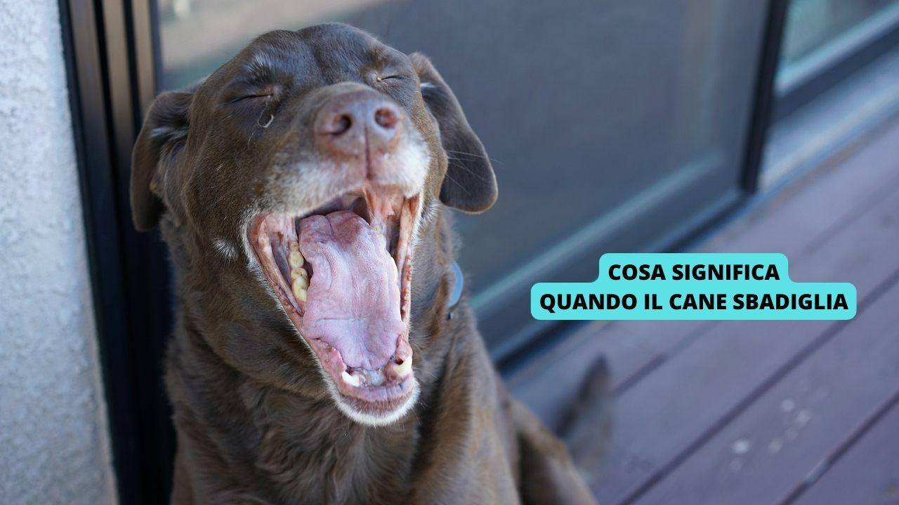 Cosa significa quando il cane sbadiglia i messaggi che devi riconoscere