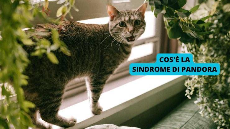 gatto sulla finestra