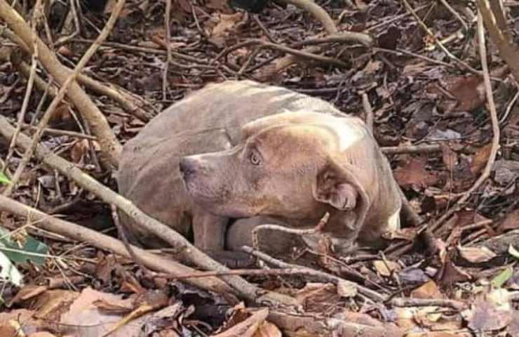 Lega il cane nel bosco e gli spara 3 colpi di pistola