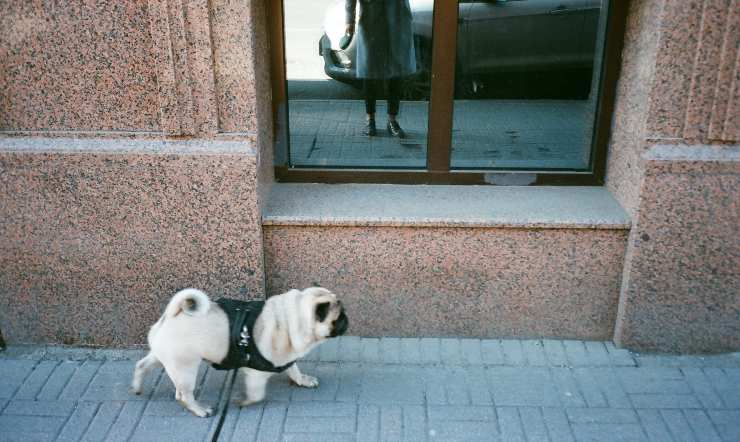 Cane a passeggio in procinto di fare pipì