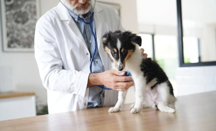 cane dal veterinario