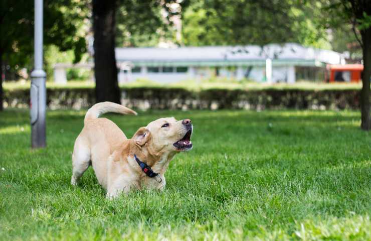 Cane abbaia 