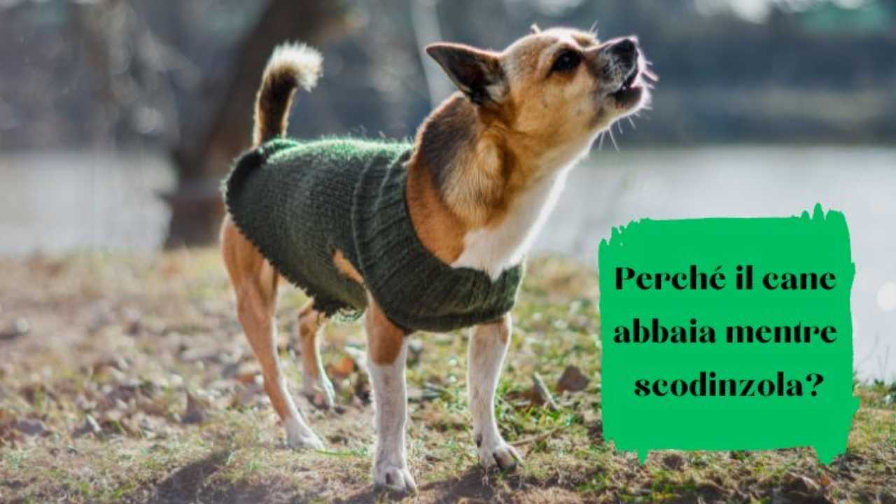 Il cane abbaia mentre scodinzola perché e quale messaggio sta inviando