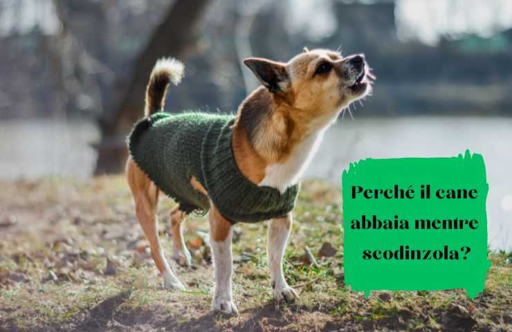 Cane abbaia e muove la coda