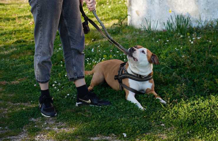 Cane al parco