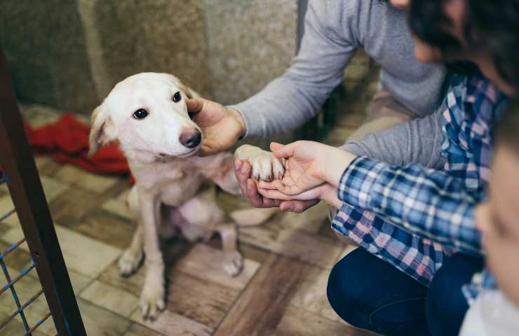 Cane conosce nuova famiglia