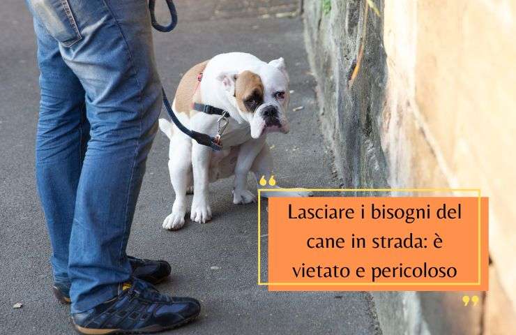 Cane defeca per strada