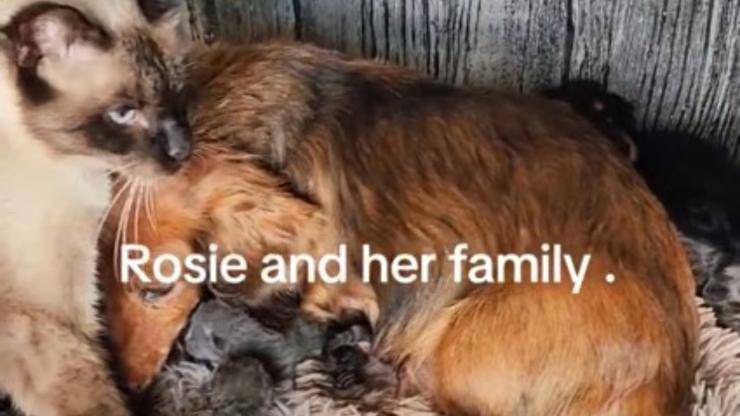 Cane e gatto crescono insieme cucciolata