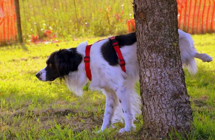 Cane fa pipì all'aperto