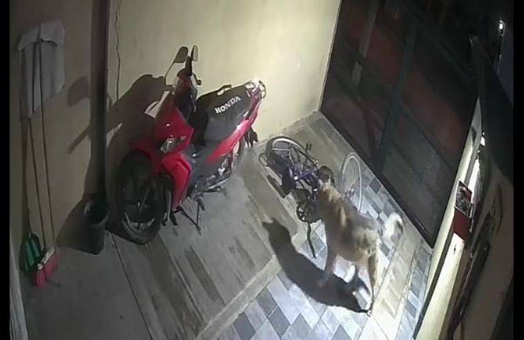 Cane impedisce ai ladri di rubare in casa sua