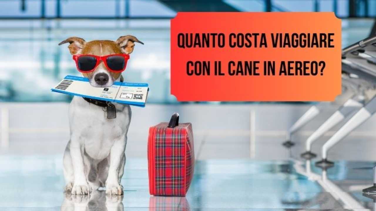 portare un cane in aereo
