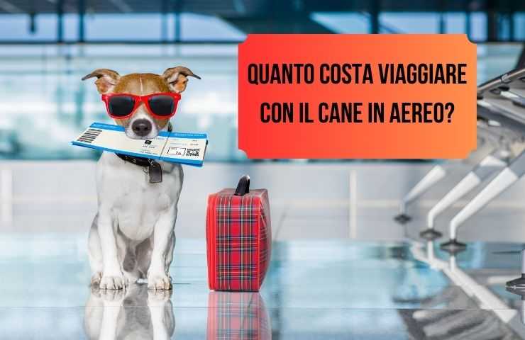 Cane in aeroporto