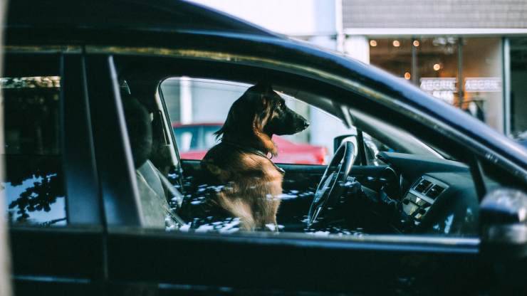 perro dejado en auto milan