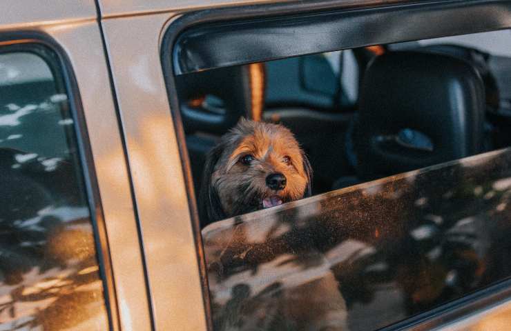 Cane in auto con finestrino mezzo aperto