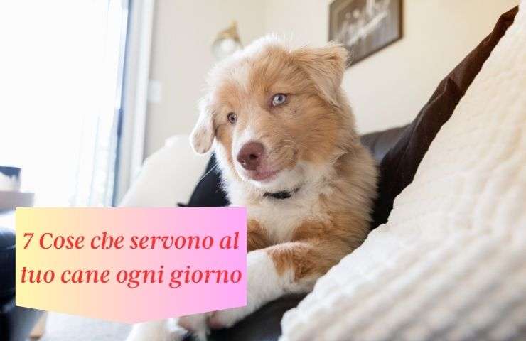 Cose quotidiane che servono a Fido