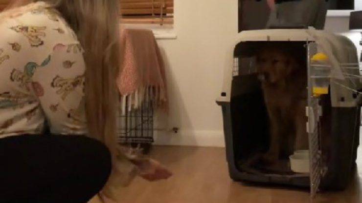 cane ritrova fiducia nell'uomo