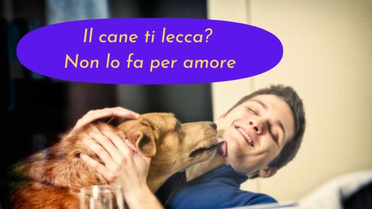 Se il cane ti lecca non è per amore i significati nascosti del gesto