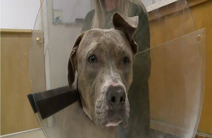 Lega il cane nel bosco e gli spara 3 colpi di pistola