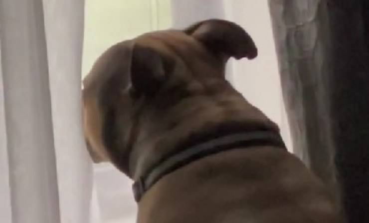 cane guarda fuori dalla finestra