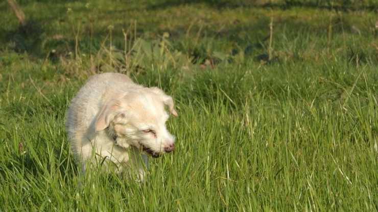 Cane mangia l'erba