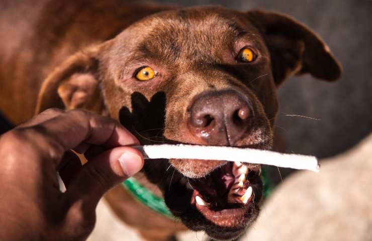 Cane mangia snack commerciale