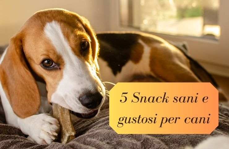 Premi sani per il cane