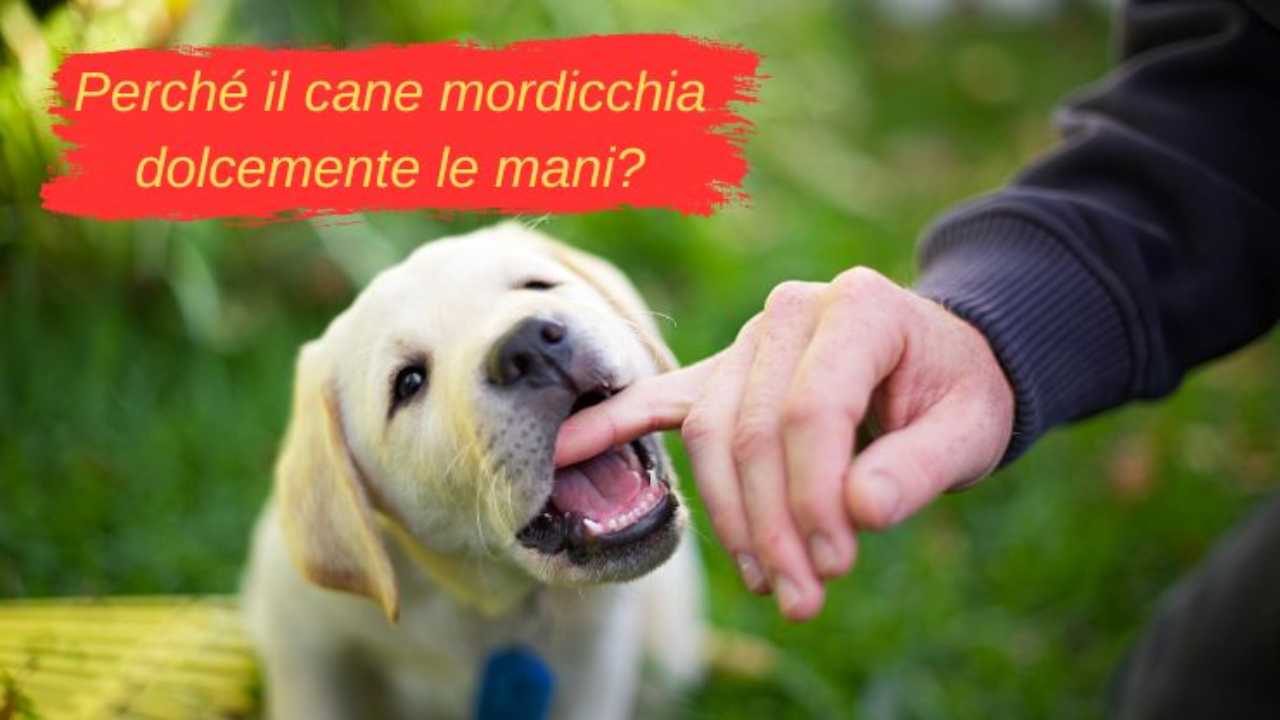 Il cane ti mordicchia dolcemente le mani? Sta provando a dirti queste cose