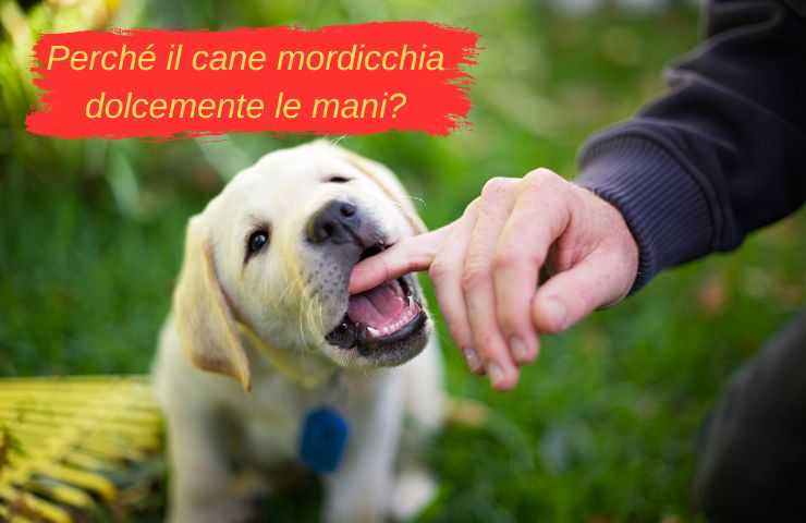 Cane morde il dito