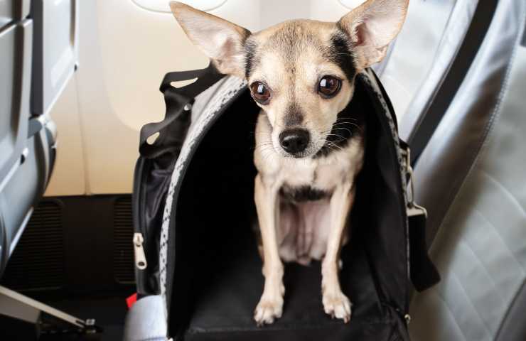 Perro en el portaequipajes del avión