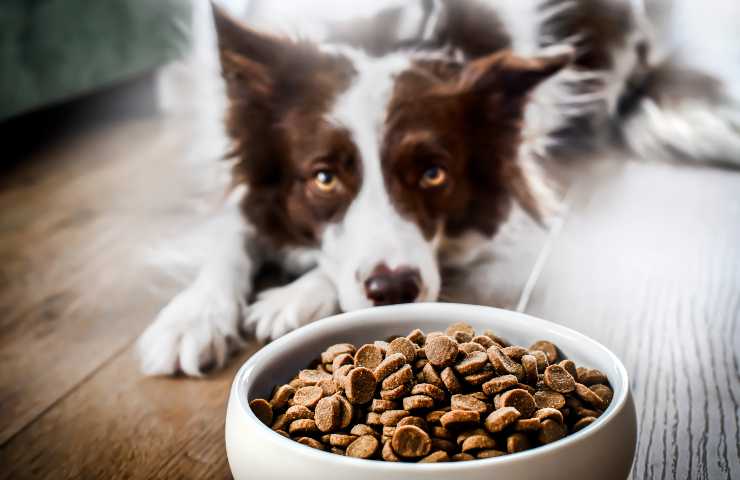 Cane non mangia