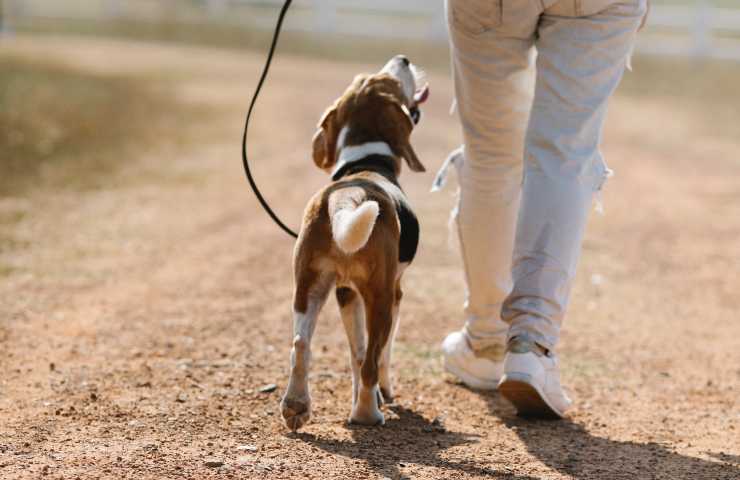 Cane passeggia al sole