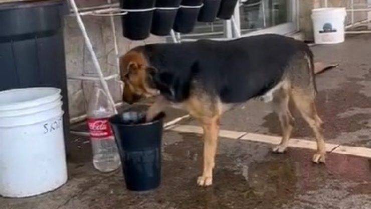 Cane si rinfresca le zampe