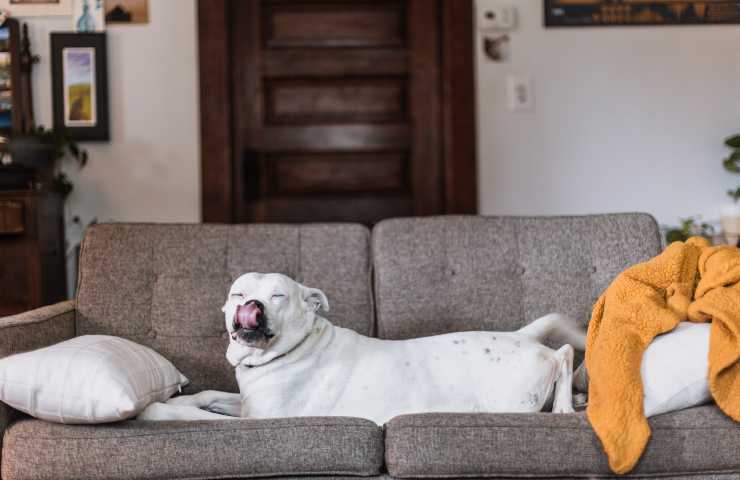 Cane steso sul divano