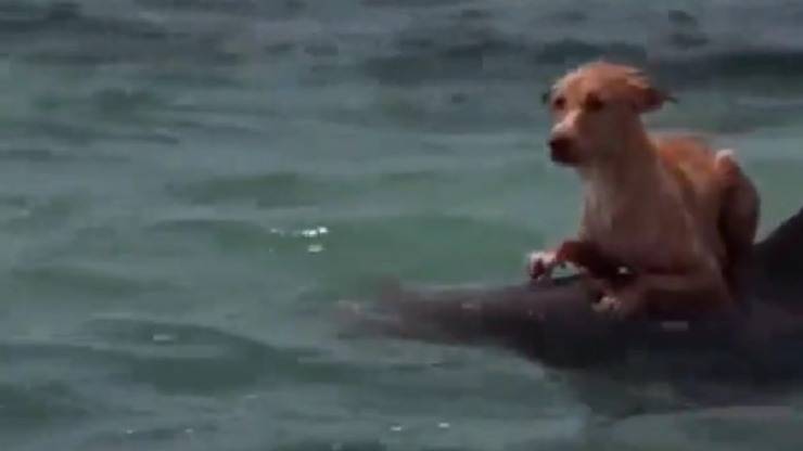 perro rescatado de un delfín