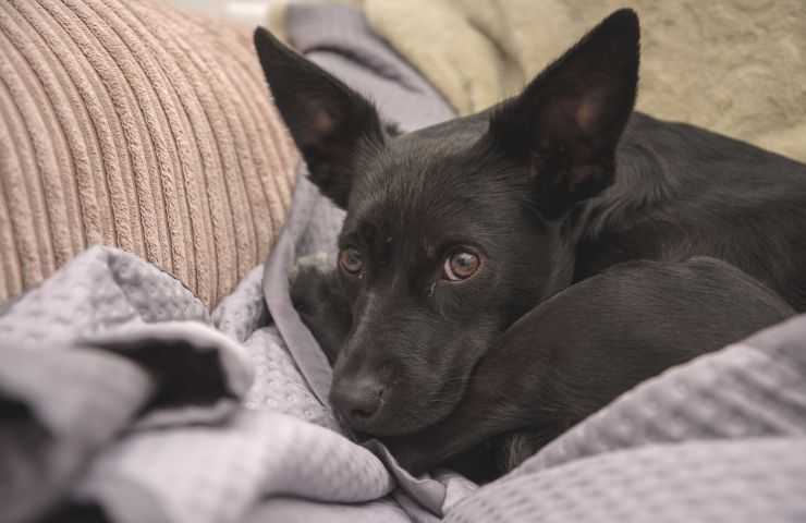 Cane sulle coperte sul divano
