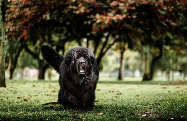 Dopo 4 mesi si accorge dello scambio , il cane non è il suo