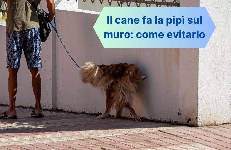 Cane urina sul muro