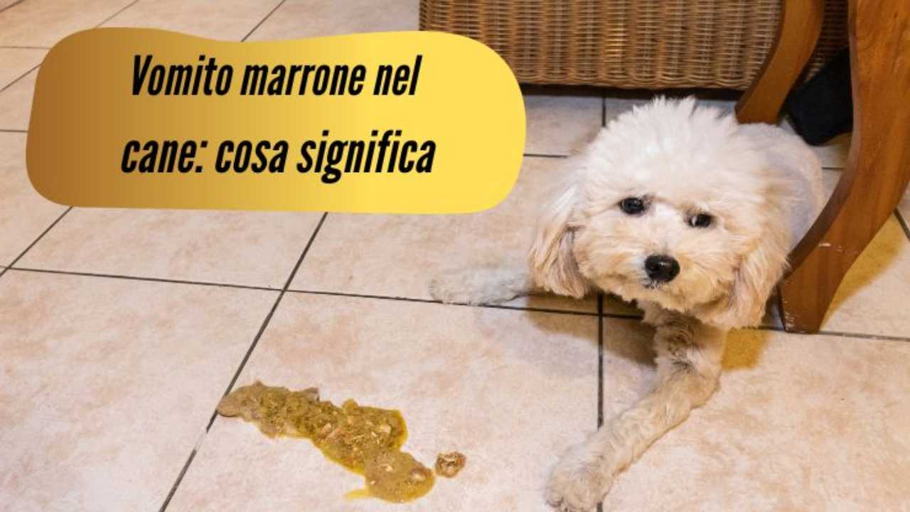 Vomito marrone nel cane cause e quando è motivo di preoccupazione