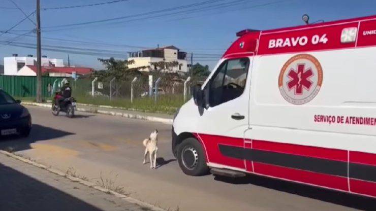 Cane vuole entrare nell'ambulanza (1)