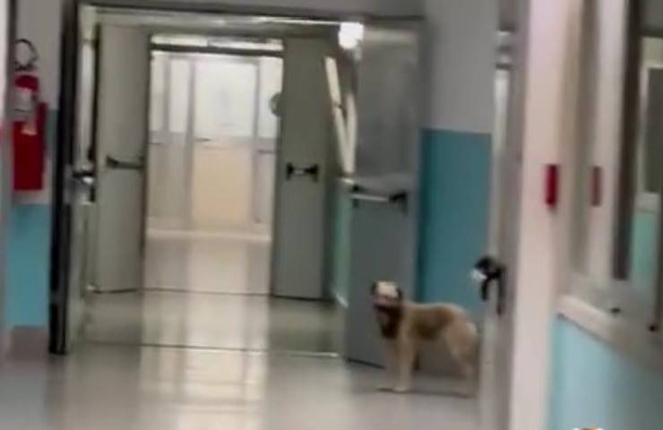 Cani randagi nell'Ospedale il Video su TikTok scatena la polemica
