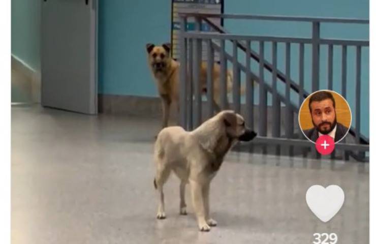 Cani randagi nell'Ospedale il Video su TikTok scatena la polemica