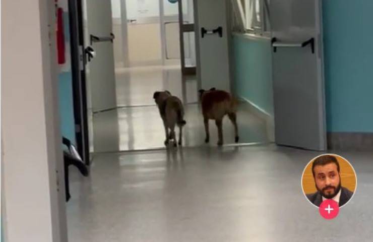 Cani randagi nell'Ospedale il Video su TikTok scatena la polemica