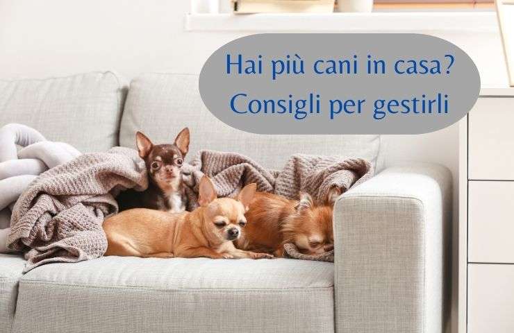 Cani sul divano