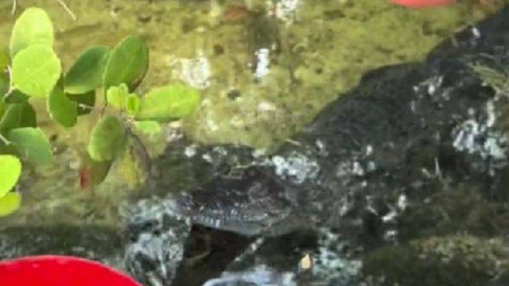 coccodrillo come animale domestico