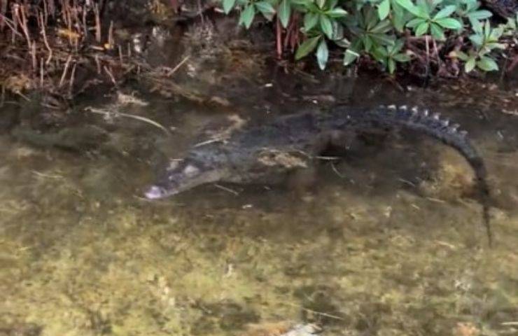 coccodrillo che vive in casa