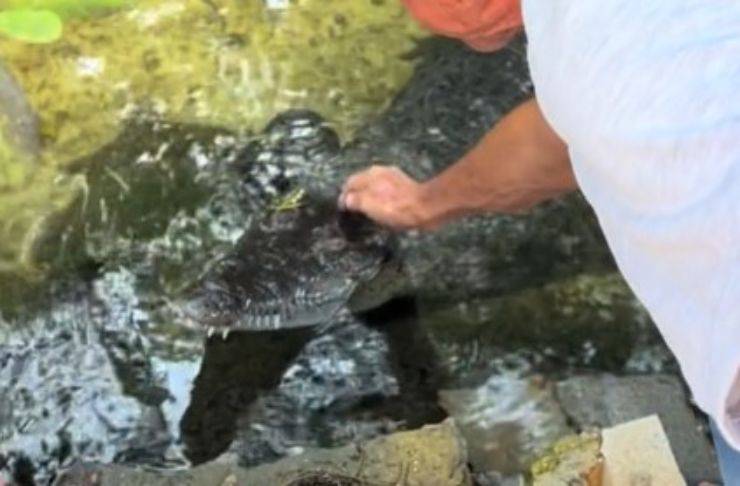 Coccodrillo in cerca di coccole