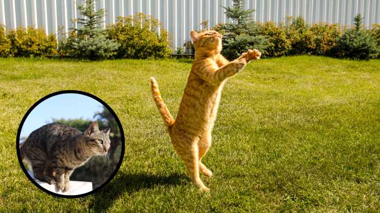 gatti che saltano
