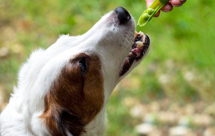 piselli per cane
