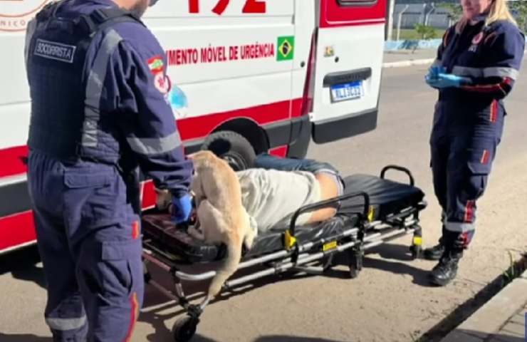 cane sale su ambulanza